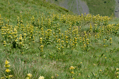 Gentiana burseri burseri
