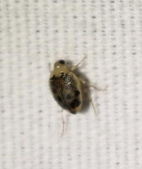 Peltodytes litoralis