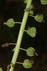 Leopoldia