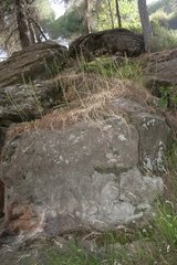 Leopoldia