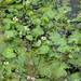 Floating Marsh-Marigold - Photo (c) Sarah Vinge-Mazer, some rights reserved (CC BY-NC-SA), uploaded by Sarah Vinge-Mazer