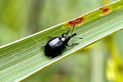 Haplorhynchites aeneus