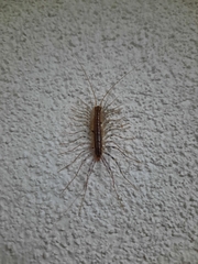 Scutigera coleoptrata