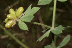 Lotus hirsutus