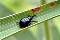 Haplorhynchites aeneus