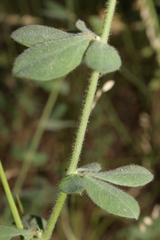 Lotus hirsutus