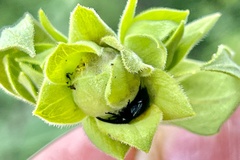 Haplorhynchites aeneus