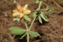 Lotus hirsutus