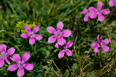 Dianthus deltoides deltoides