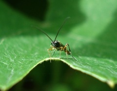 Campoletis sonorensis