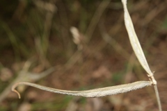 Securigera securidaca