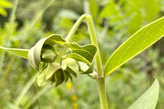 Haplorhynchites aeneus