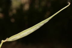 Securigera securidaca