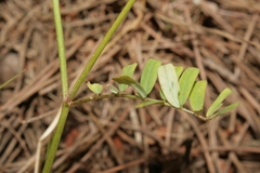 Securigera securidaca