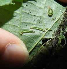 Pantographa limata