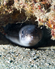 Conger marginatus