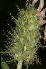 Trifolium dichroanthum