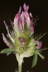 Trifolium dichroanthum