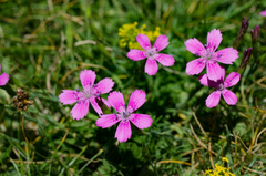 Dianthus deltoides deltoides