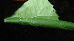 Pantographa limata