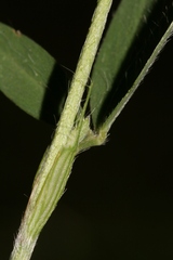 Trifolium dichroanthum