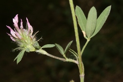 Trifolium dichroanthum