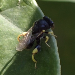 Brachymeria tibialis