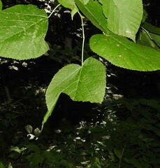 Pantographa limata