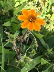 Zinnia haageana
