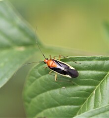 Ganocapsus filiformis