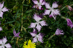 Dianthus hyssopifolius hyssopifolius