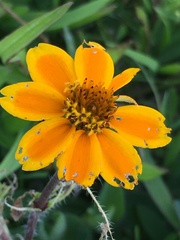 Zinnia haageana