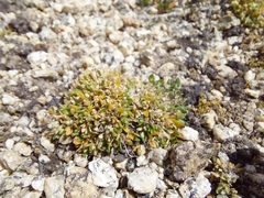 Draba altaica