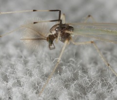 Microtendipes