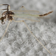 Microtendipes