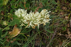 Trifolium caucasicum