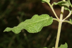 Cistus salviifolius