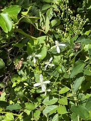 Clematis flammula