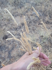 Agropyron desertorum