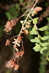 Hypericum thymifolium