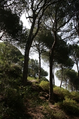 Pinus pinea