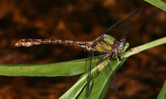 Ophiogomphus acuminatus