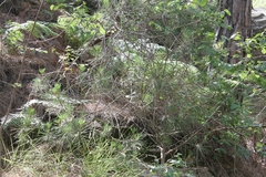 Pinus pinea