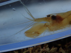 Betaeus setosus