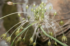 Allium albotunicatum