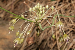 Allium albotunicatum