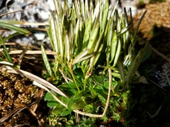 Cardamine bellidifolia