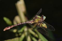 Ophiogomphus acuminatus