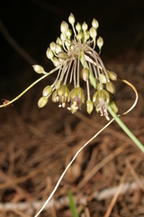 Allium albotunicatum