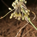 Allium albotunicatum - Photo (c) Errol Véla, some rights reserved (CC BY-NC), uploaded by Errol Véla